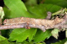 Allophyes oxyacanthae_гусеница V_2